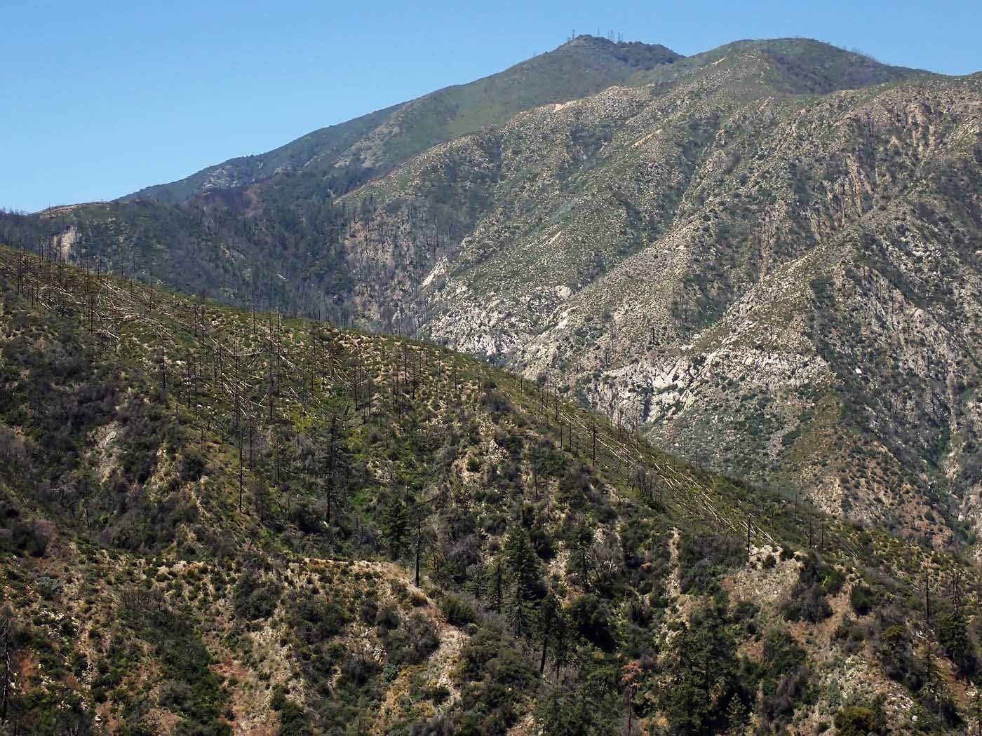 Many burned pine trees from the 2018 fire have since blown down 5/7/2022
