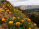Poppies blooming everywhere this rainy year 3/12/2023