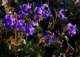 Canterbury Bells along Indian Truck Trail during Training Hike II 3/25/2022