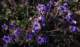 imgo4010046_small.jpg