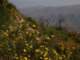 Bush poppies blooming along Indian Truck Trail 4/15/2023