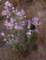 imgo4290029_small.jpg