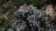 imgo4290030_small.jpg