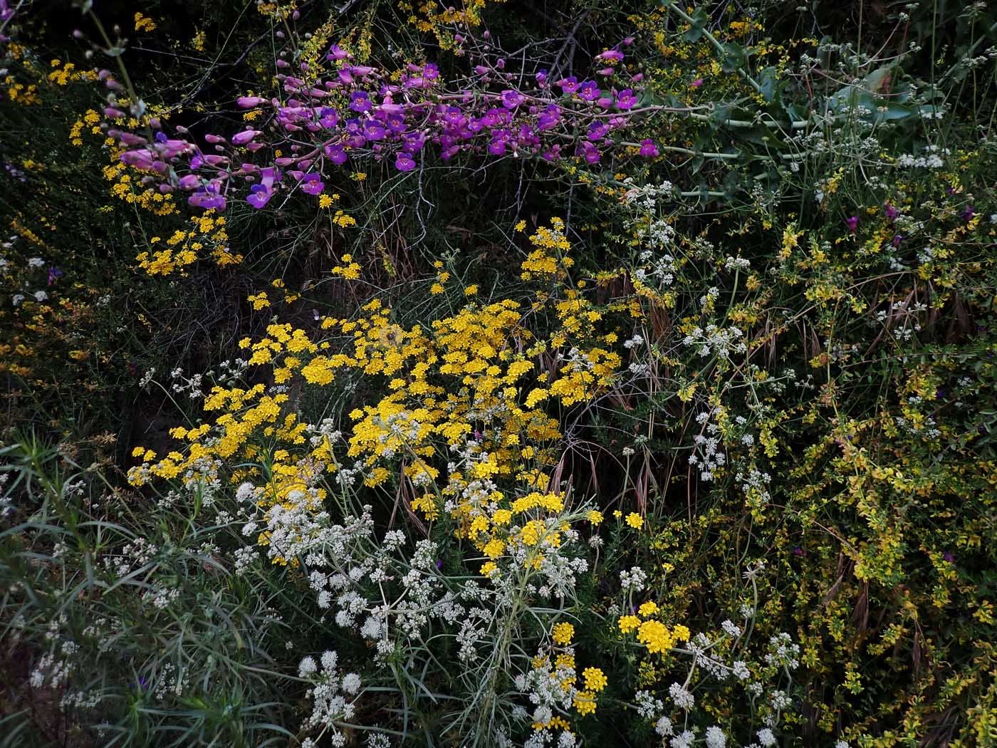 Many wildflower still blooming along Indian Truck Trail 5/20/2023