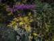 Many wildflower still blooming along Indian Truck Trail 5/20/2023