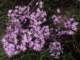imgo4130016_small.jpg