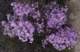 imgo4130019_small.jpg