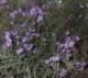 imgo4130025_small.jpg