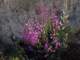 imgo5180047_small.jpg