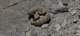 imgg20260523_125227_small.jpg