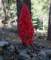 imgo6010029_small.jpg