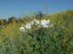 imgp0009_small.jpg