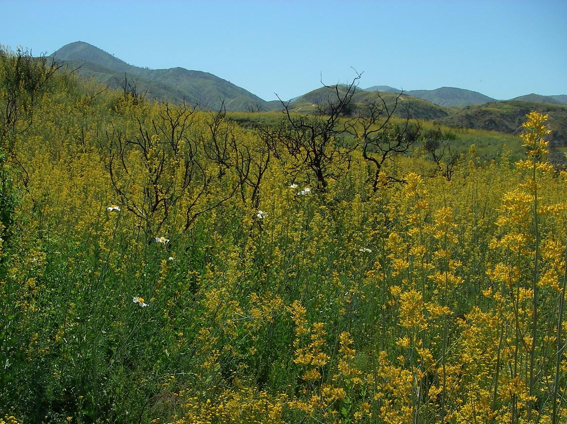 Holy Fire wildflowers after 2 wet winters 5/4/2020