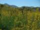 Holy Fire wildflowers after 2 wet winters 5/4/2020