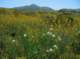 imgp0015_small.jpg