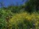 imgp0017_small.jpg