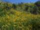 imgp0019_small.jpg