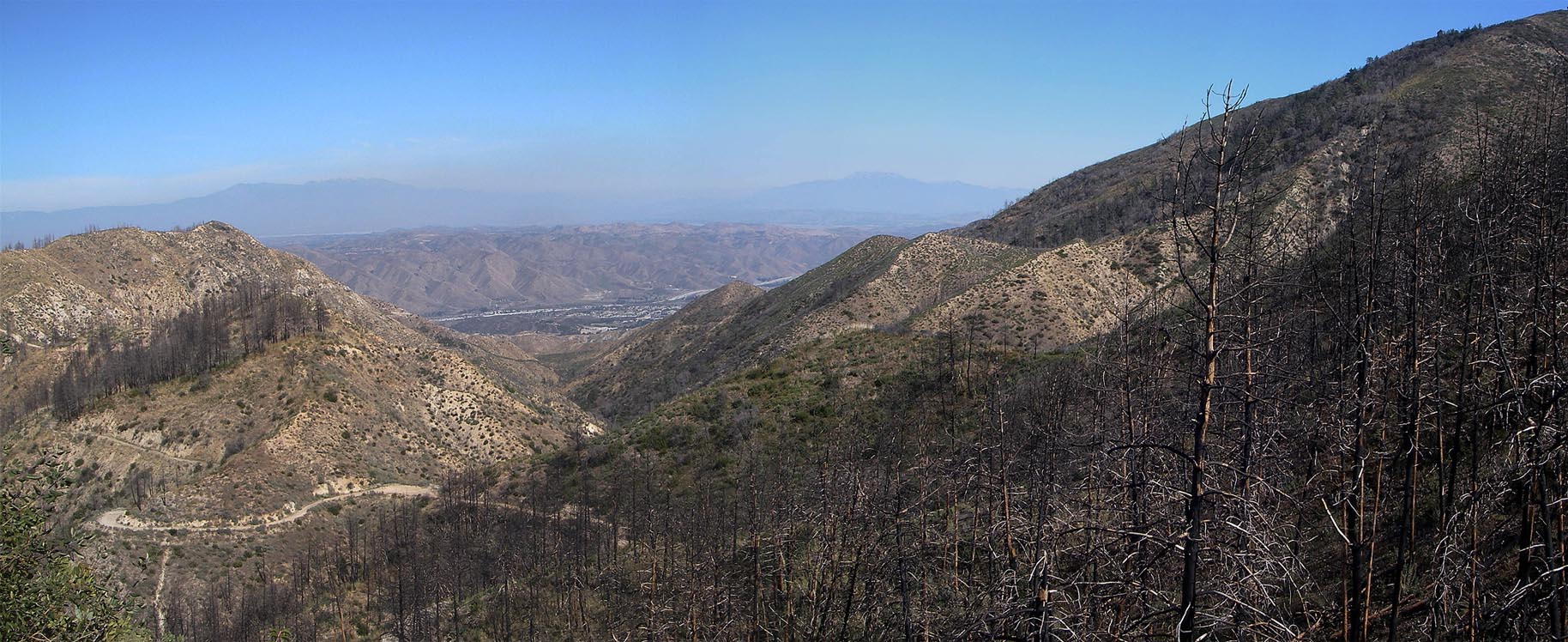 Coulter Pine Forest burned in the 2018 Holy Fire 3/6/2021