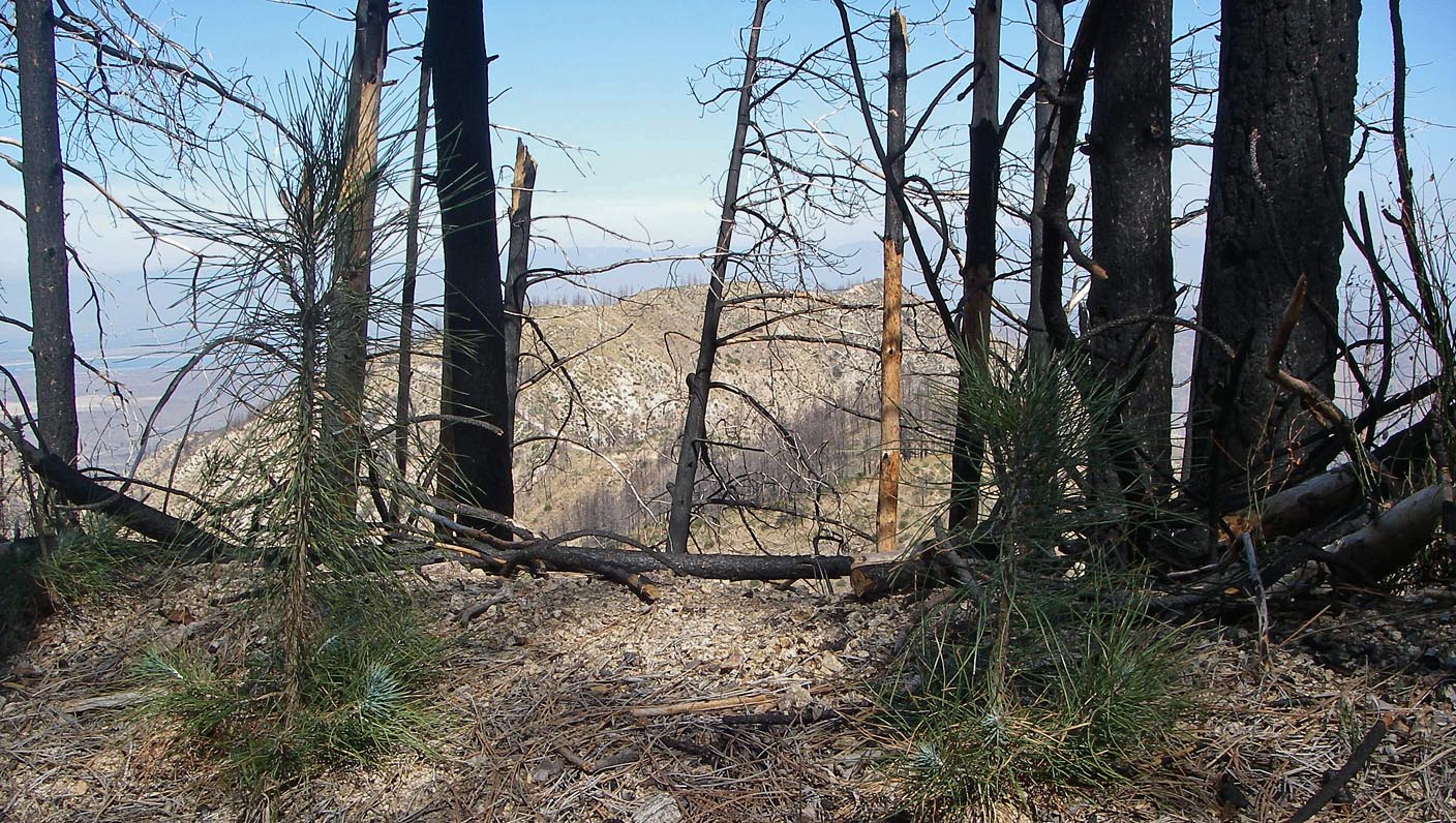 Saplings replacing the burned Coulter Pines in the Santa Ana Mountains 3/6/2021