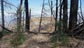 Saplings replacing the burned Coulter Pines in the Santa Ana Mountains 3/6/2021