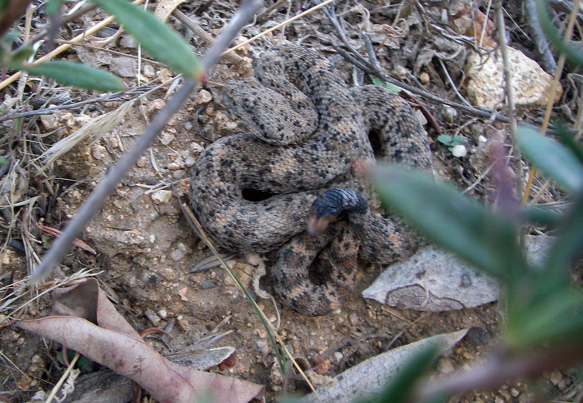 Speckled rattlesnake in the bushes, Santa Ana Mountains 3/6/2021