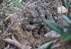 Speckled rattlesnake in the bushes, Santa Ana Mountains 3/6/2021