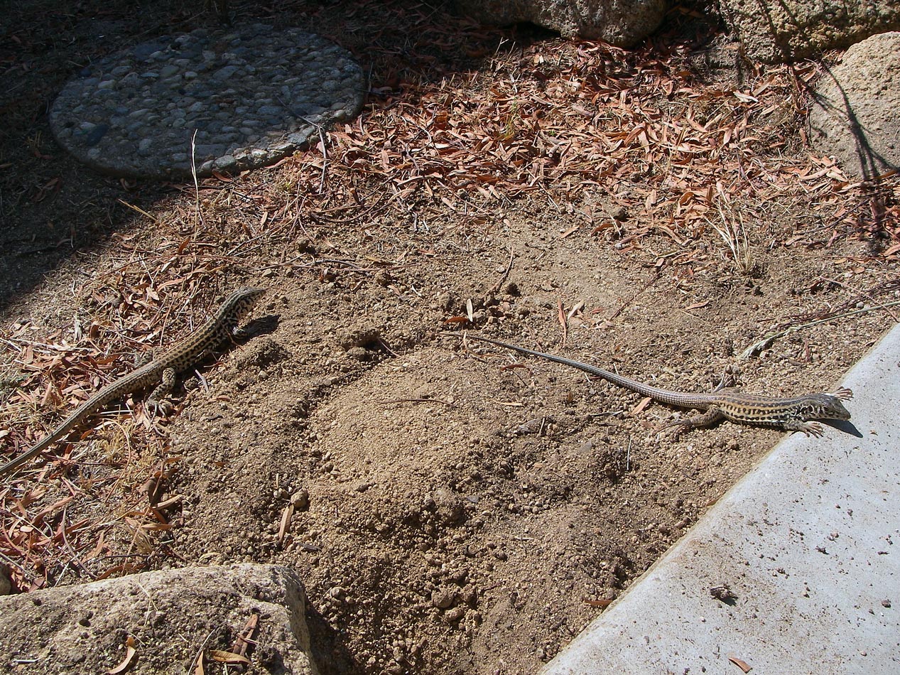 Whiptail lizards hanging out in my driveway 6/1/2021