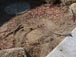 Whiptail lizards hanging out in my driveway 6/1/2021