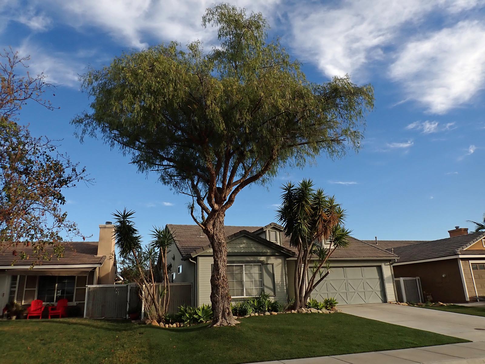 It took 5 weeks to trim my tree with a ladder and a pole pruner 1/25/2021