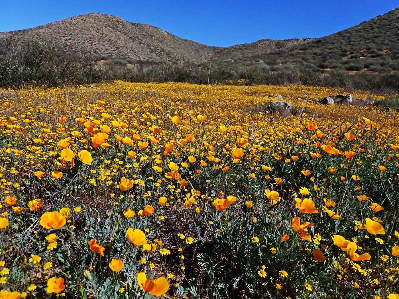 Found one patch of wildflowers at Mt. Estelle preserve during an otherwise unspectacular spring 3/12/2022
