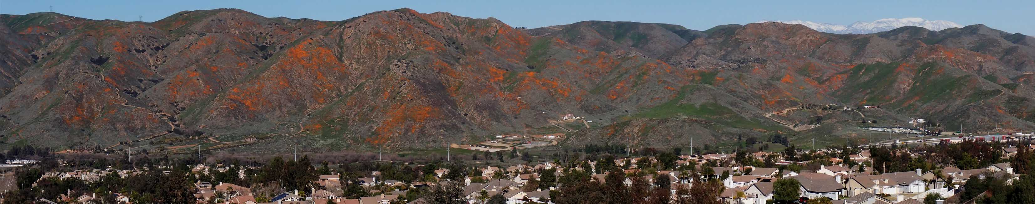 Panorama of Walker Canyon poppies blooming 2/7/2022