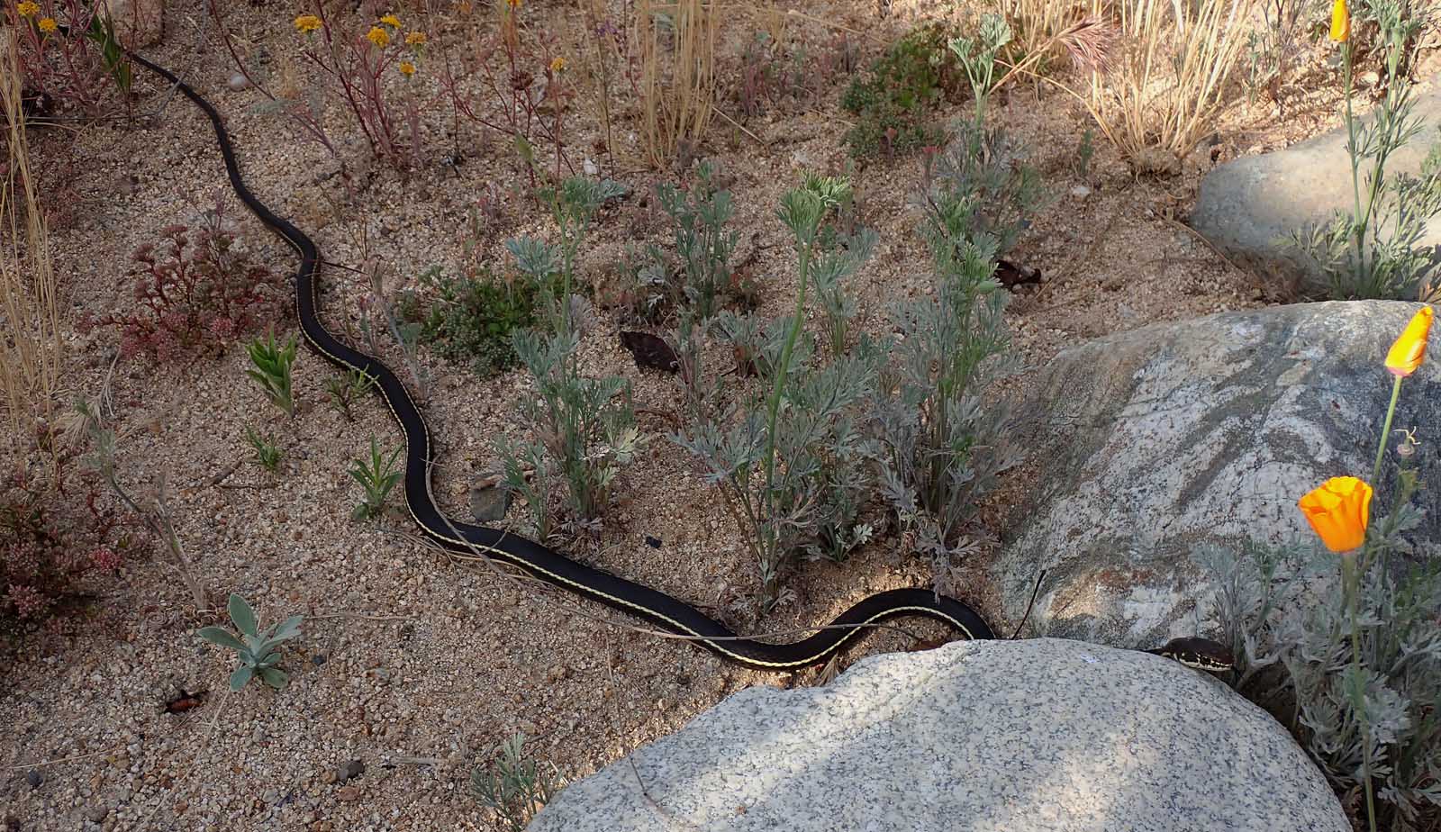 Striped racer hunting in my backyard natural area 5/19/2023