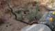 Striped racer hunting in my backyard natural area 5/19/2023