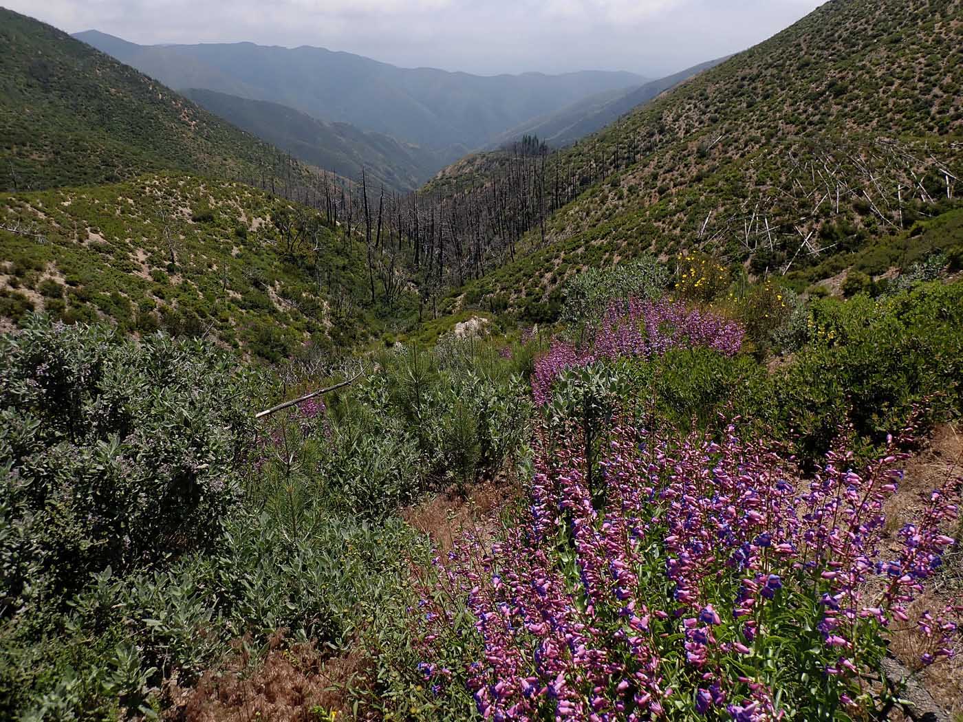 Made it to Main Divide Road via Indian Truck Trail in 6 hours.  Looking west into Orange County 5/7/2022