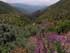 Made it to Main Divide Road via Indian Truck Trail in 6 hours.  Looking west into Orange County 5/7/2022