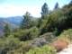 Nice gathering of trees and plants