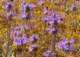 imgp3277b_small.jpg