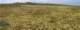 Use the scroll button at the bottom to pan right this view of Antelope Valley dandelion field near 110th St. West and Ave. D 4/9/2009.