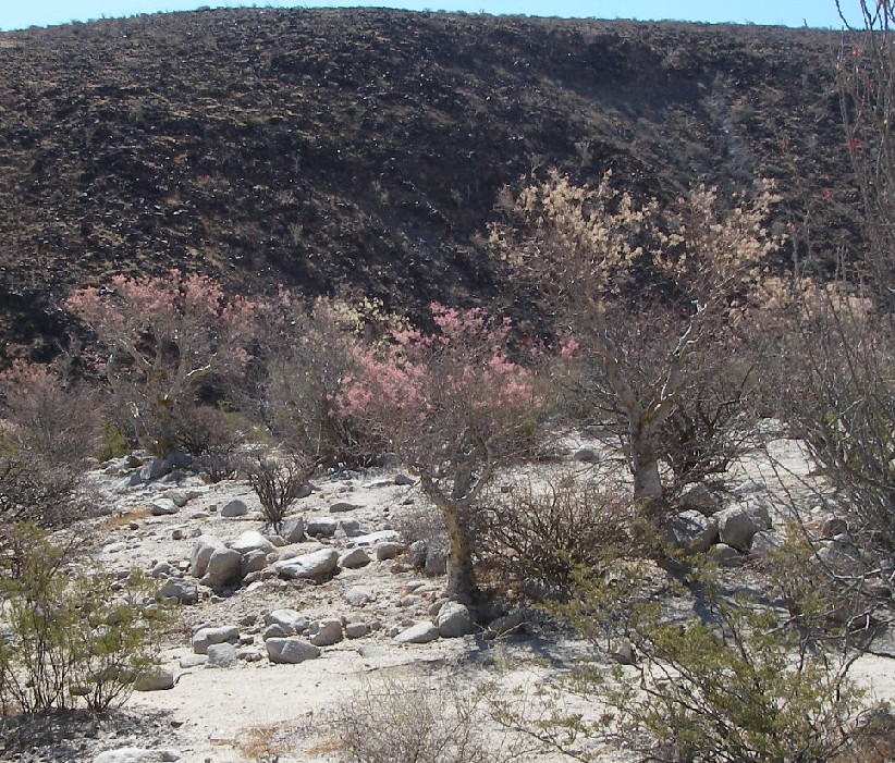baja07006.jpg