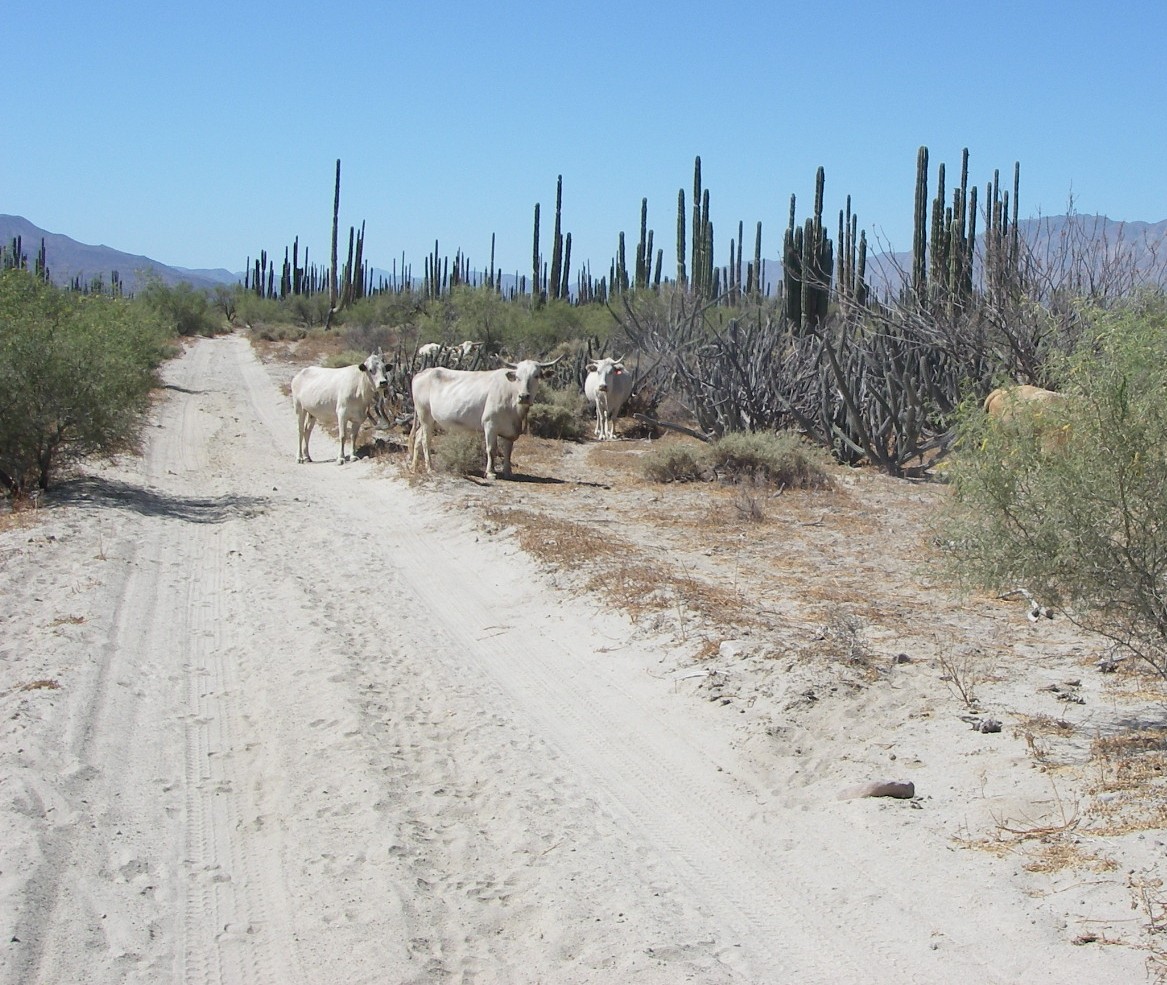 baja07010.jpg