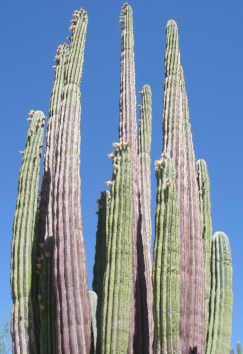 baja07013.jpg
