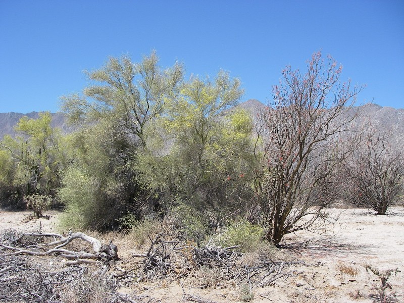 baja07018.jpg