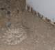 baja07049_small.jpg