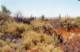 baja07058_small.jpg