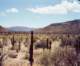 baja07077_small.jpg