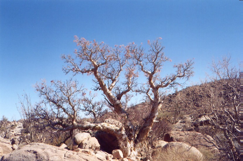 baja07089.jpg