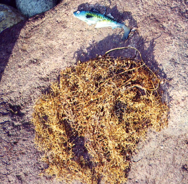 baja07095.jpg