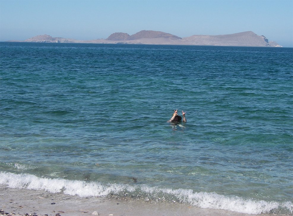 baja08036.jpg