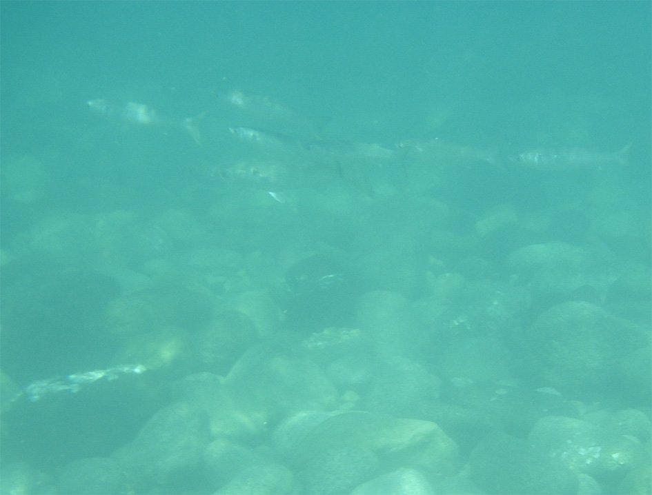 baja08038.jpg