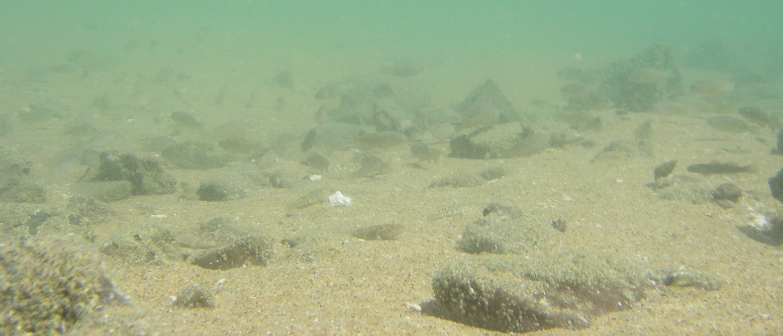 baja08058.jpg
